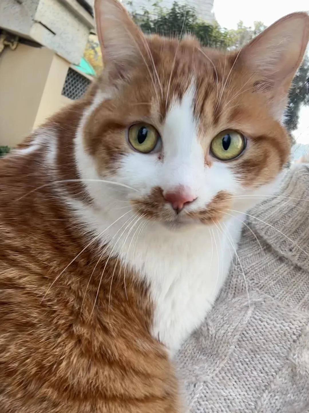 情人节当然要和心爱的小猫过