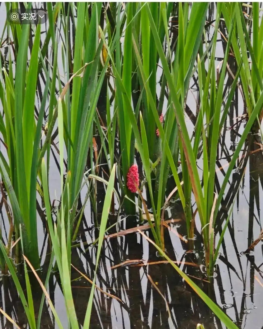 清明前后江苏河道，粉红卵块狂飙泛滥，这些“肥美螺”竟藏6000条寄生虫，直击神经
