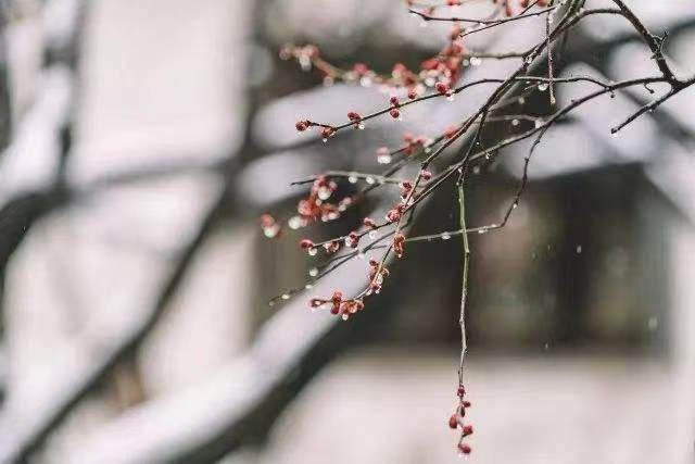 树--艾青一棵树，一棵树彼此孤离地兀立着风与空气告诉着它们的距离但是在泥土的覆盖