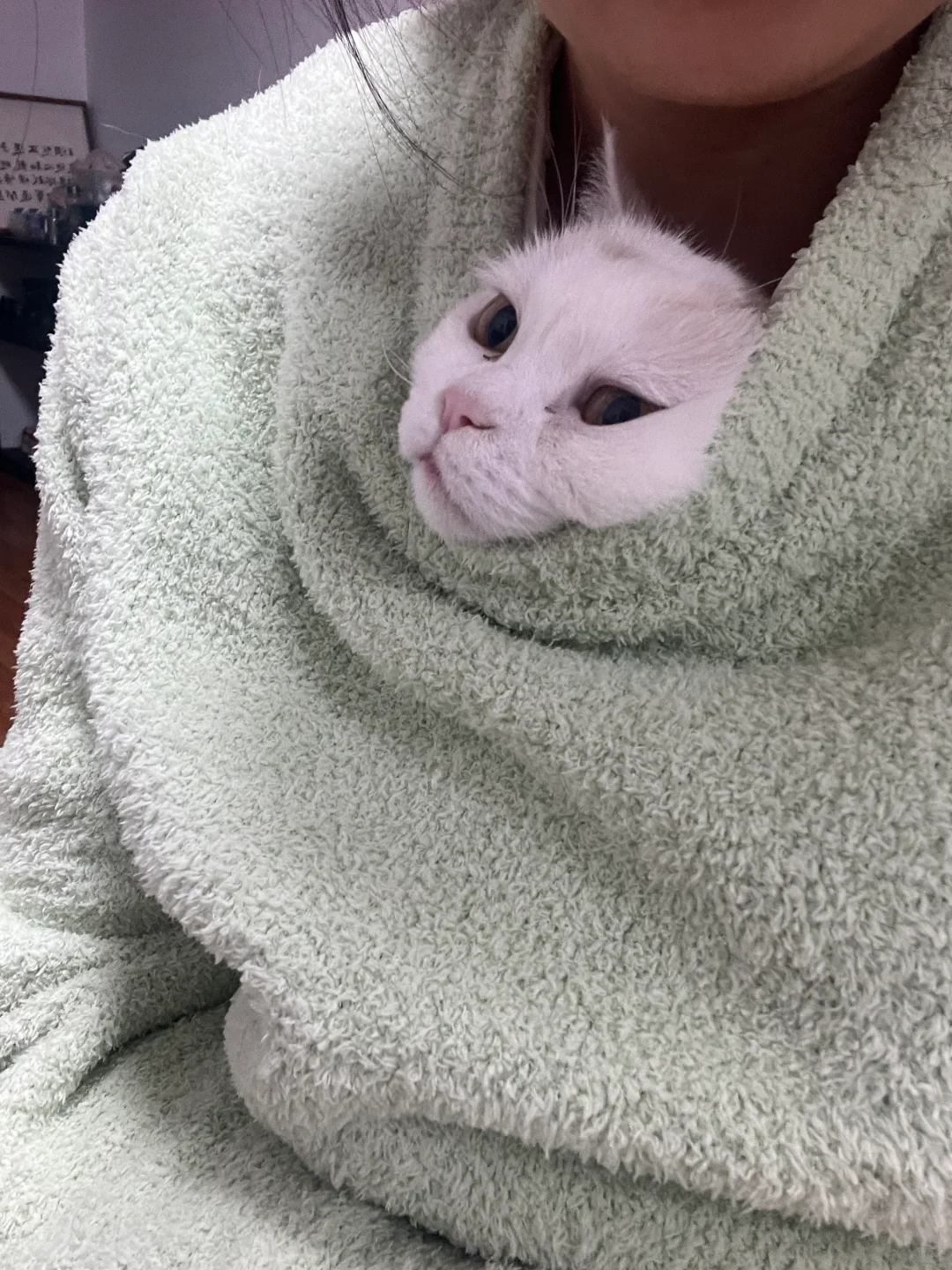 衣服里长小猫咯