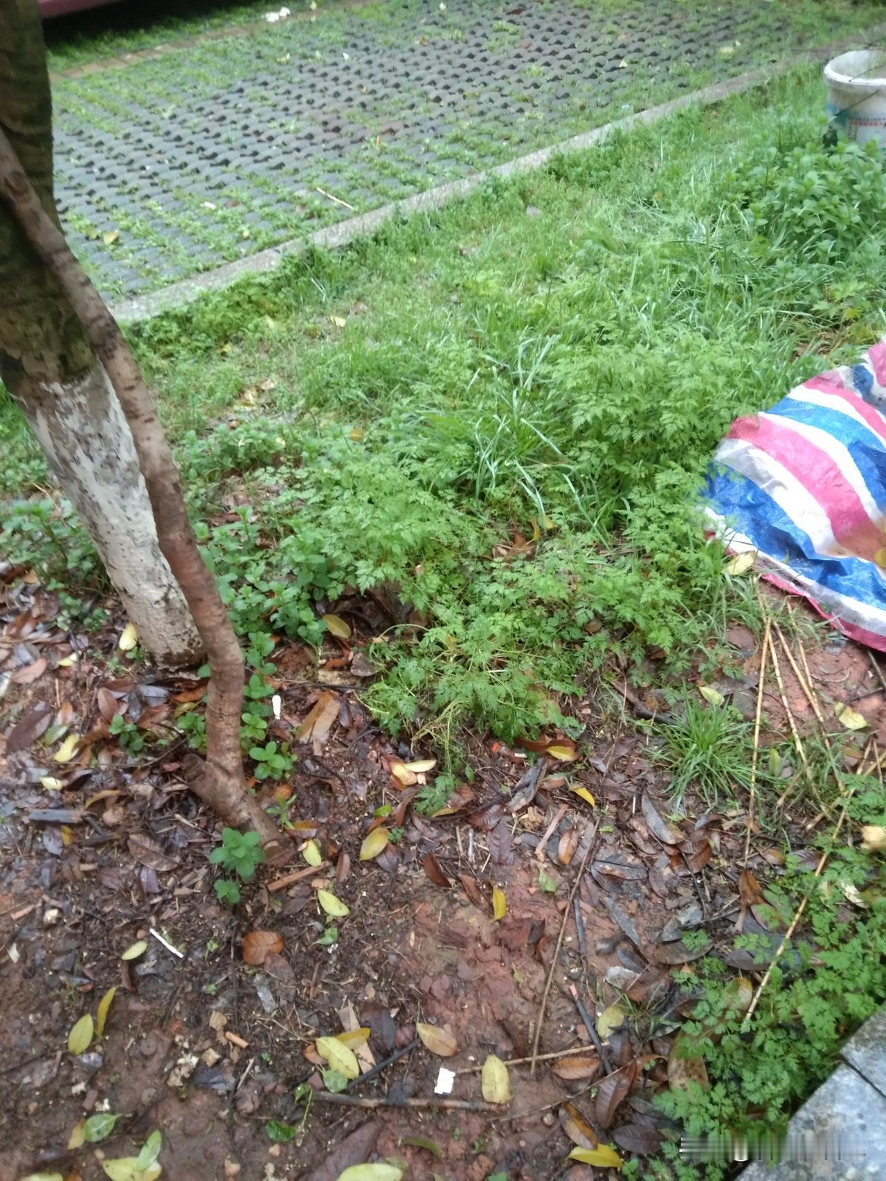 春天的雨是绵软的，她下雨下得不是很浓烈。空气中混合着栀子花的花香，沁人心脾。我忍
