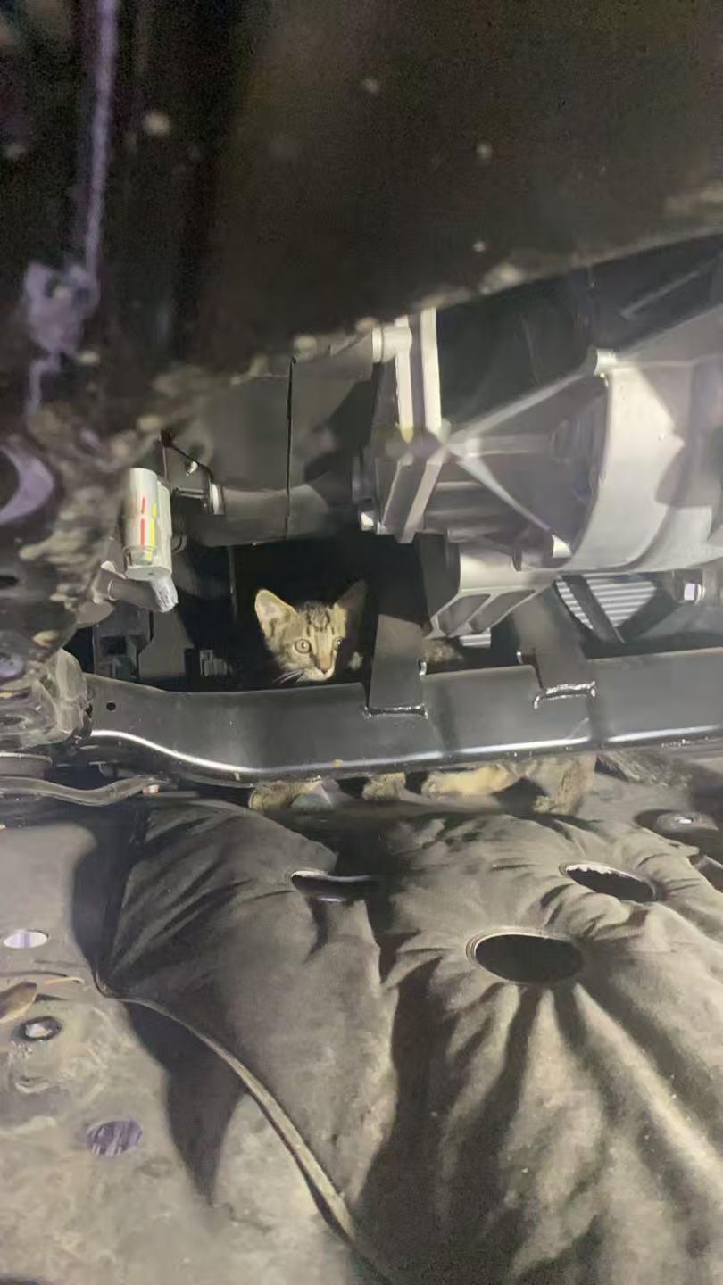 车里进猫这种事也是被我爸遇到了时间允许的情况下尽快去4s店把小猫取出来这里的后续