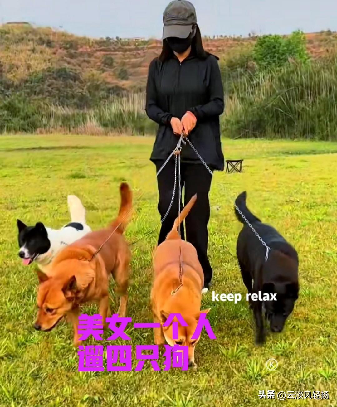 这位广西的美女，每天最开心的事，就是带着自家的狗子在野外遛弯。美女养了四只田园犬