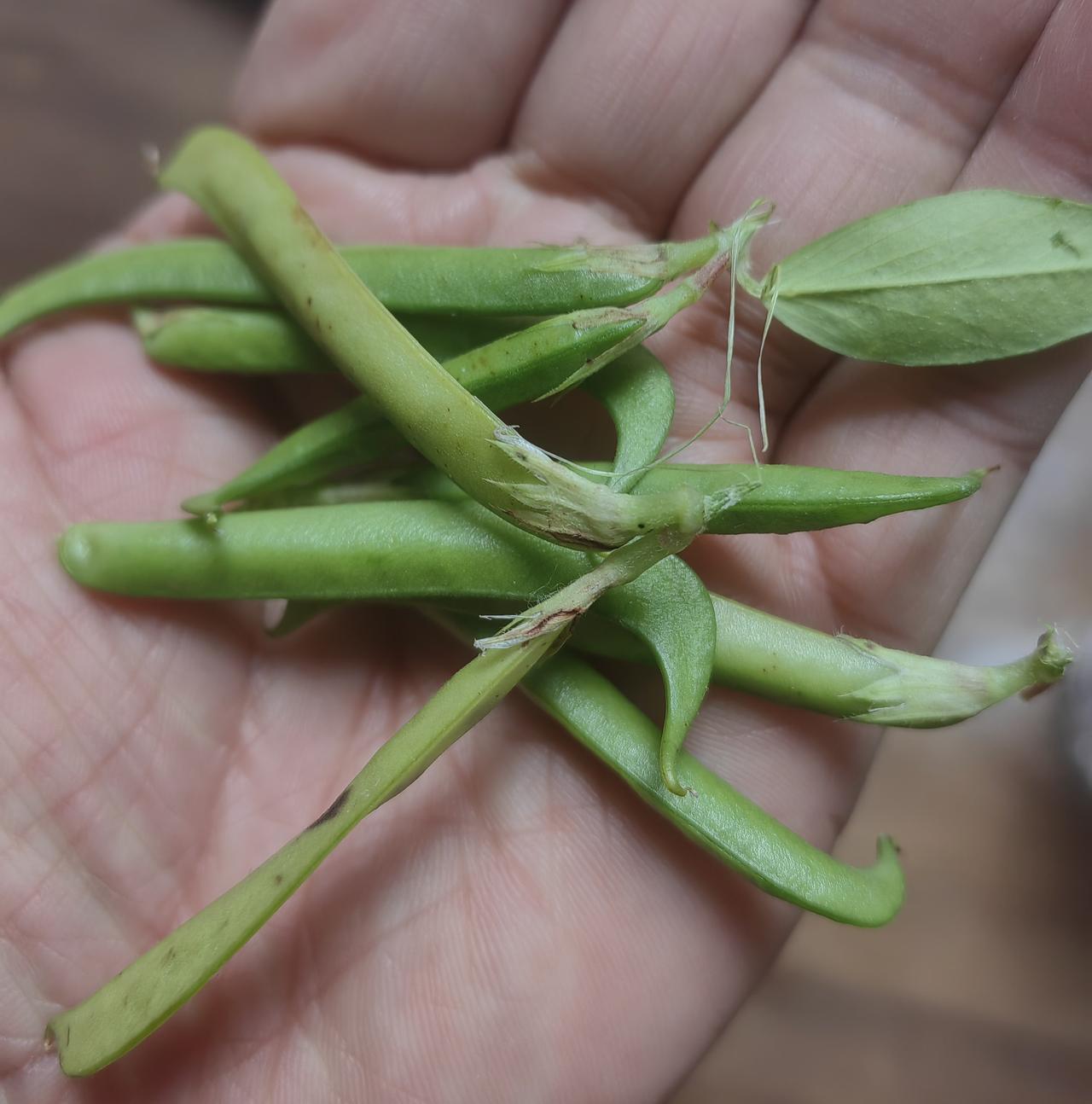 “武王已平殷乱，天下宗周，而伯夷、叔齐耻之，义不食周粟；隐于首阳山，采薇而食之。