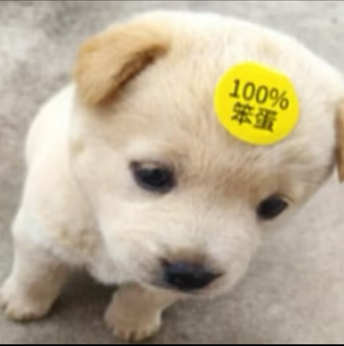 反耳呢看着每天给舞台上的婷婷加一堆天神绝世华丽辞藻修辞属性的时候大脑滑过的是： 