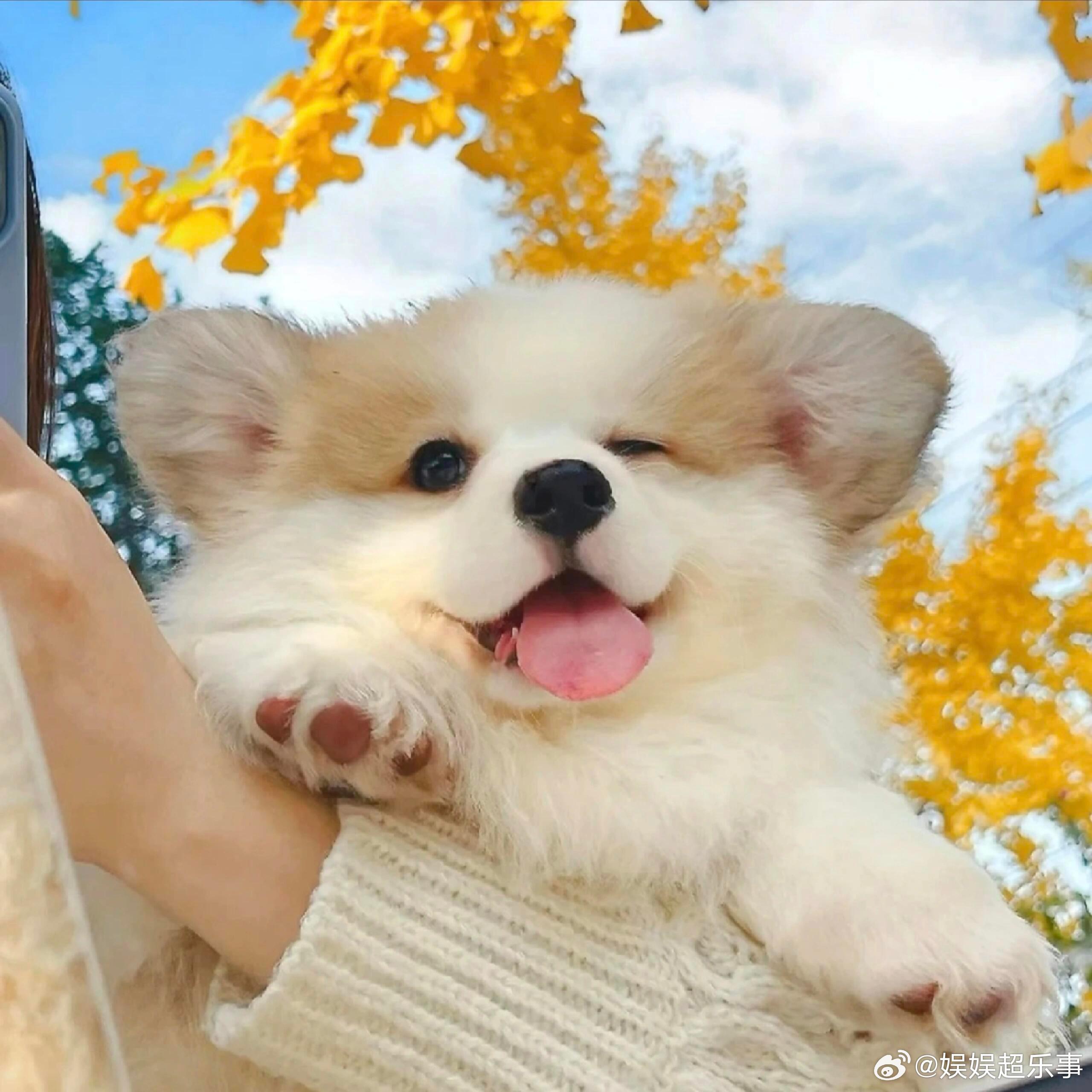 𝐖𝐞𝐂𝐡𝐚𝐭头像｜氛围感｜高级感｜极简｜粉色系｜可爱｜卡通｜少女心｜