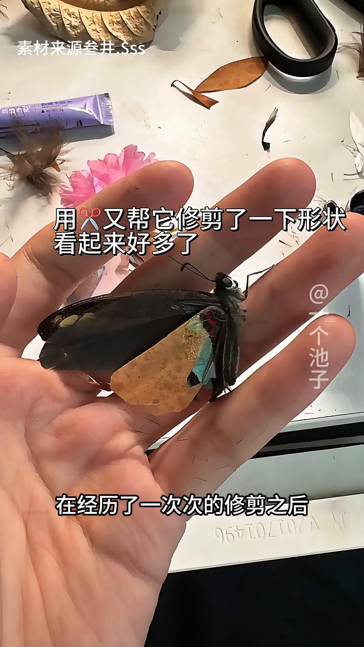 治好了一只蝴蝶，谁在乎？蝴蝶在乎。起因是博主捡到了一只奄奄一息的蝴蝶，她的右边的