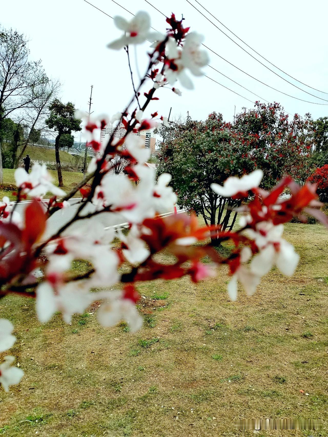 《龙潭岸畔见李花》
龙潭岸畔雪堆枝，
暗送清芬入袖时。
莫道春深无胜景，
风来香