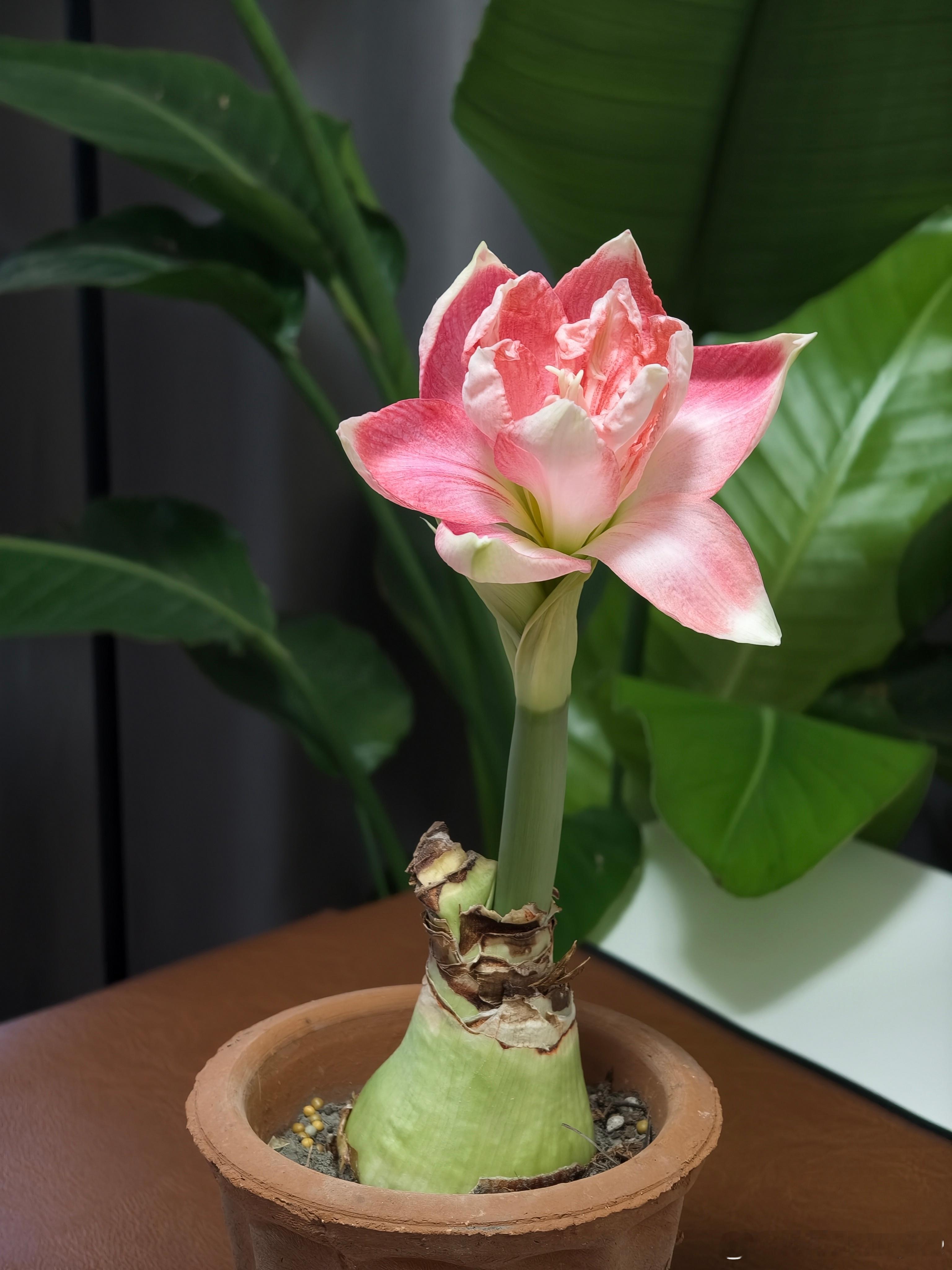 昨天还只开了一朵今天两朵都开了～ 