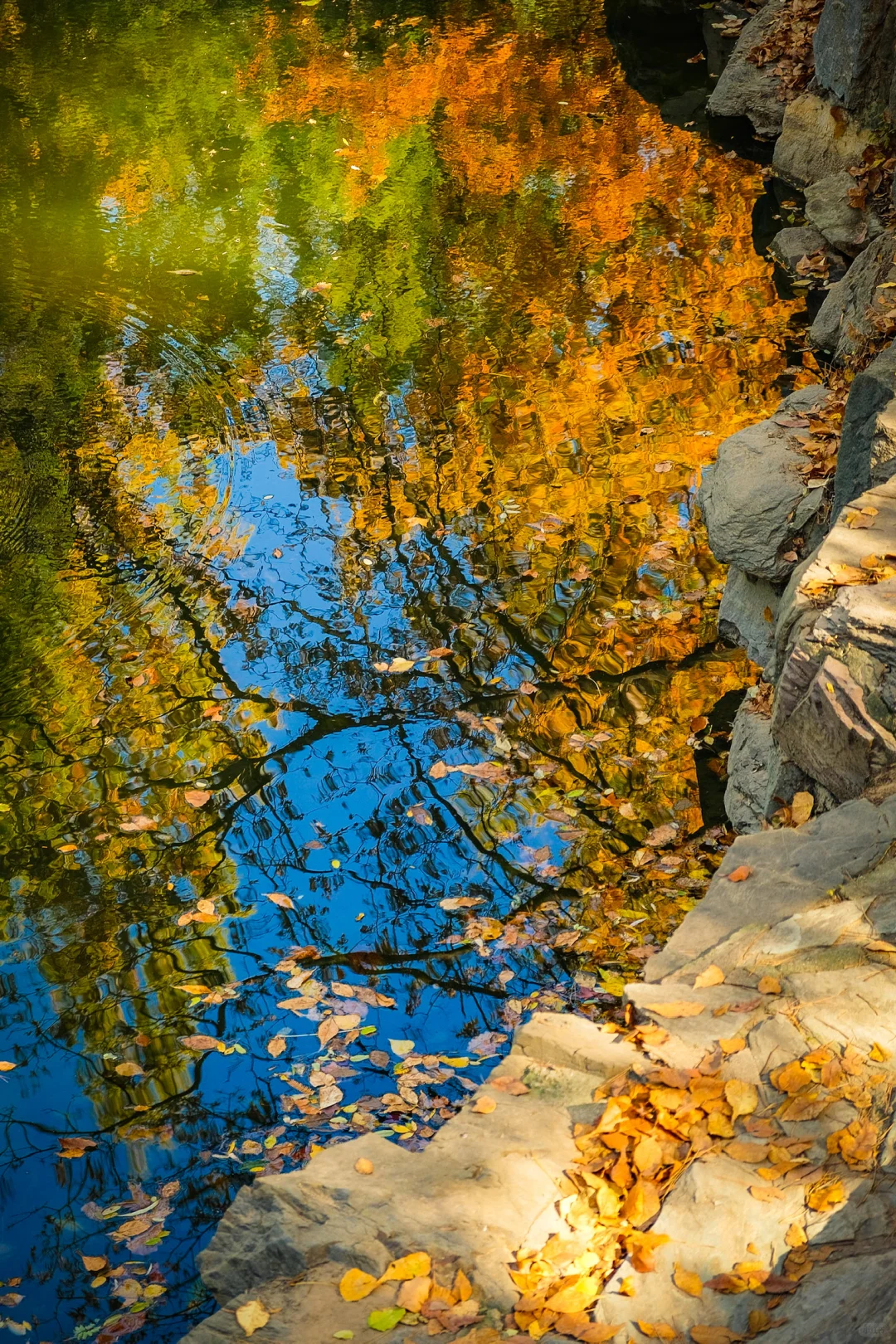 永远相信颐和园🍂 轻松不累的高效赏秋路线