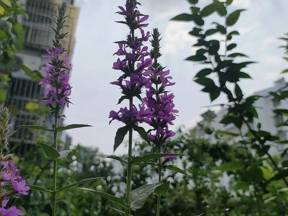 给大家分享我拍的无名花。那天我在郊外散步，不经意间就看到了它们。这些无名花生长在