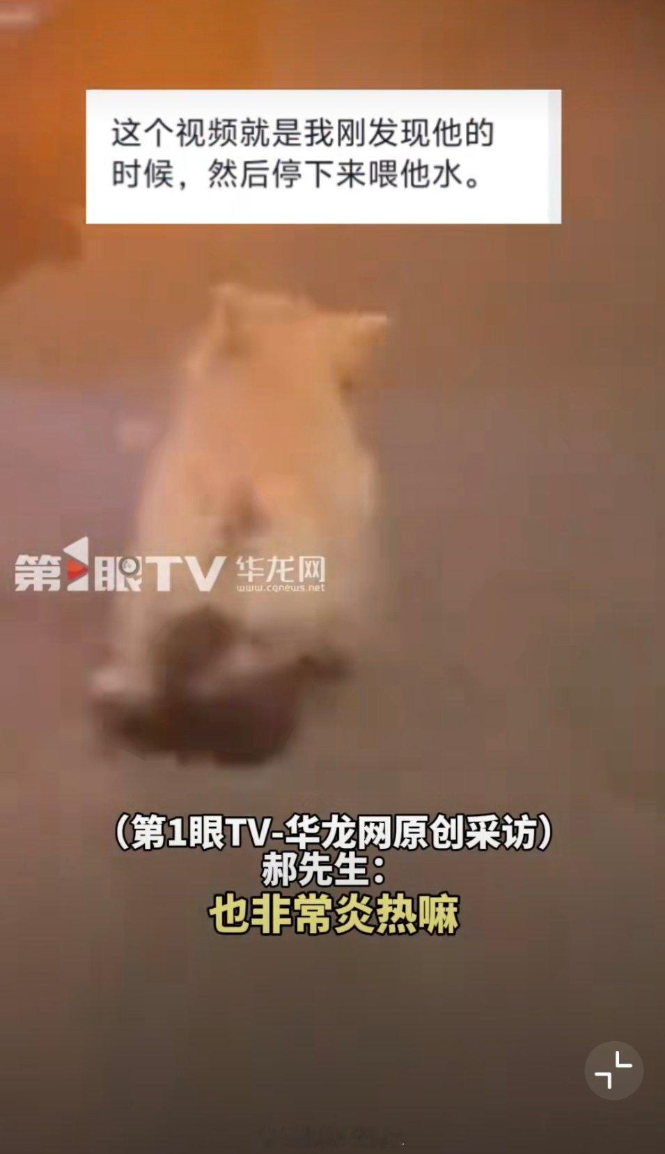 南京一流浪小狗跟跑3公里争取到幸福好有灵性好可爱的狗狗！好人一生平安呐，， 希望