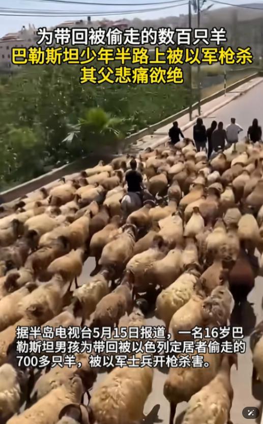 一个16岁的巴勒斯坦男孩，为了抢回家里被人偷走的700多只羊，被以军开枪打死了，