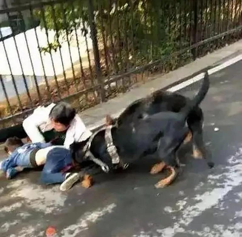 杭州养狗新规定与德国的法律规定差多了，养只宠物狗真的不容易！
聊聊德国的方式吧！