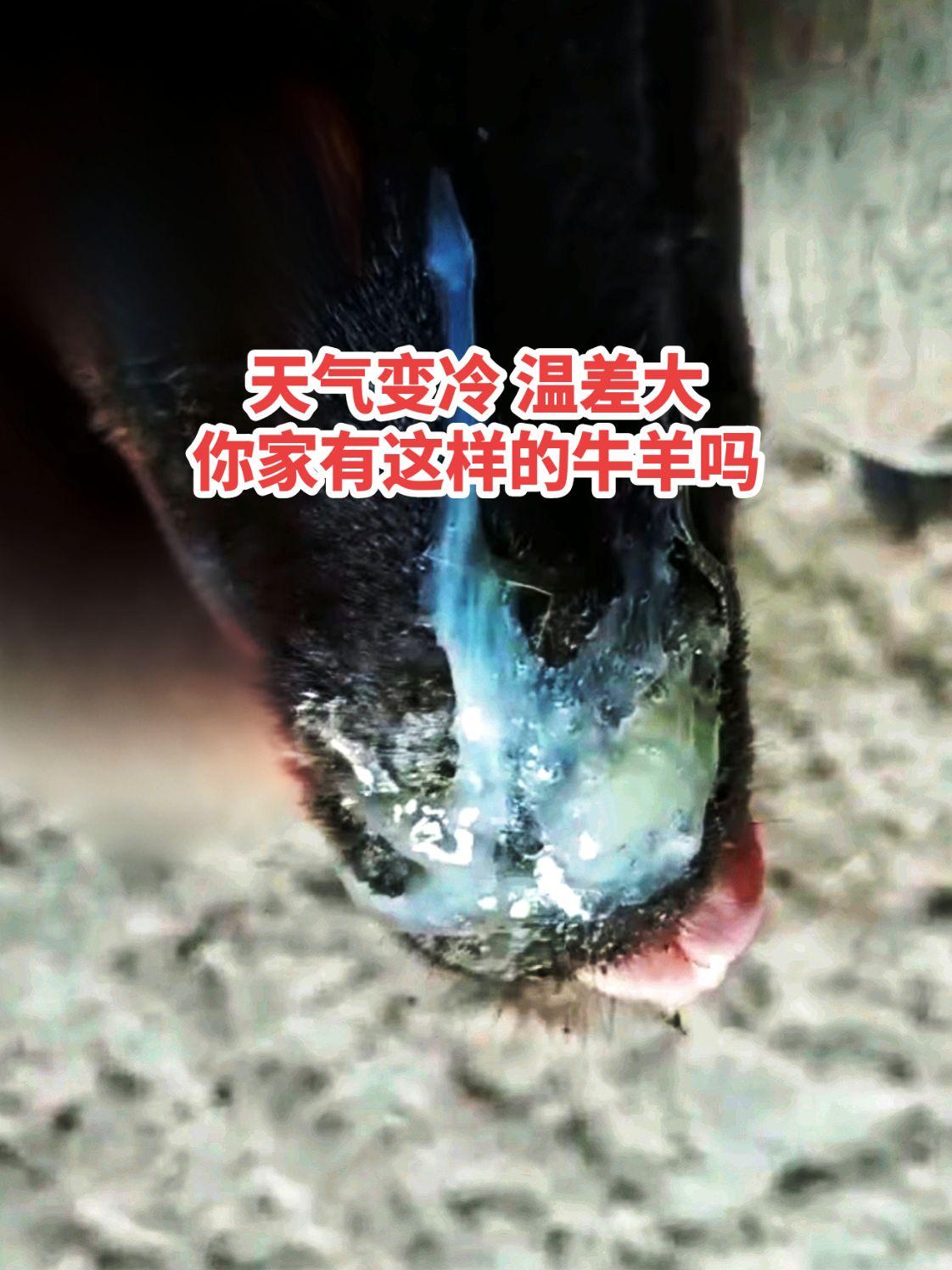 养羊 养羊技术 牛羊感冒流鼻涕  牛羊咳嗽