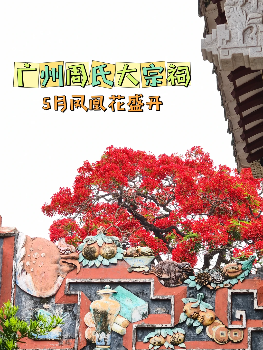 🌺南村周氏大宗祠·凤凰花染红青砖黛瓦
