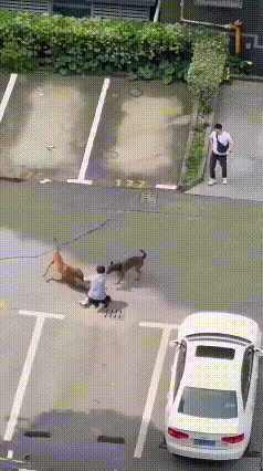 必须严惩狗主人。
一幼童在小区里被两只狗疯狂撕咬，狗主人一句话惹怒全网。

20