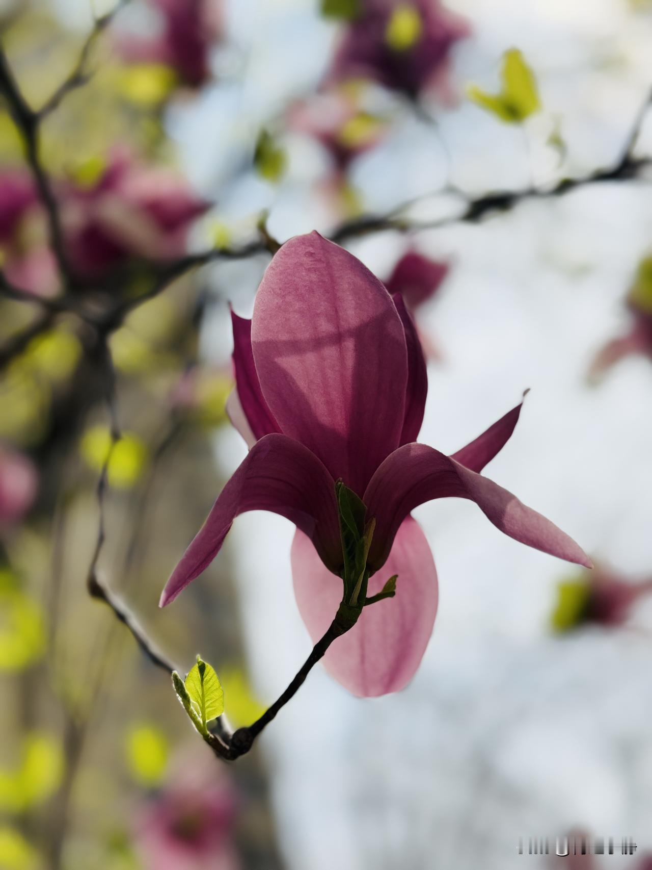 🍎²⁰²⁶/₀₄.₁₀🧨ᵕ̈ 🐎🍃🌻🍒🍡
🍃Hello, Apr