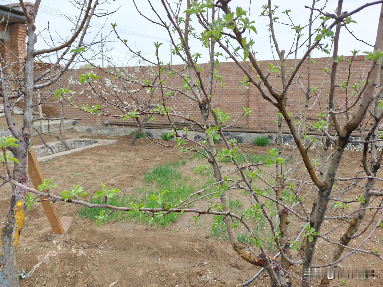 好难产的雨！张罗了N多次，盼了好多回，可算是盼来了，傍晚时分，和林格尔下起了雨，