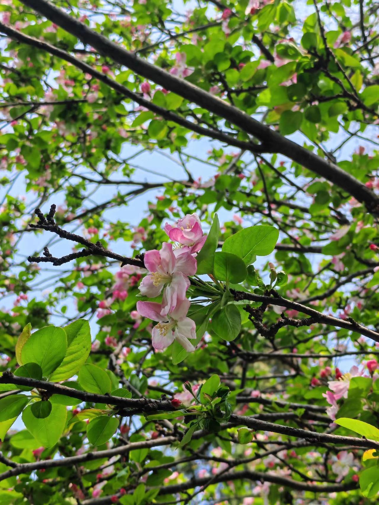 爱生活爱养花 一花一草一世界 我的花花草草 养花我是认真的 养花人的乐趣