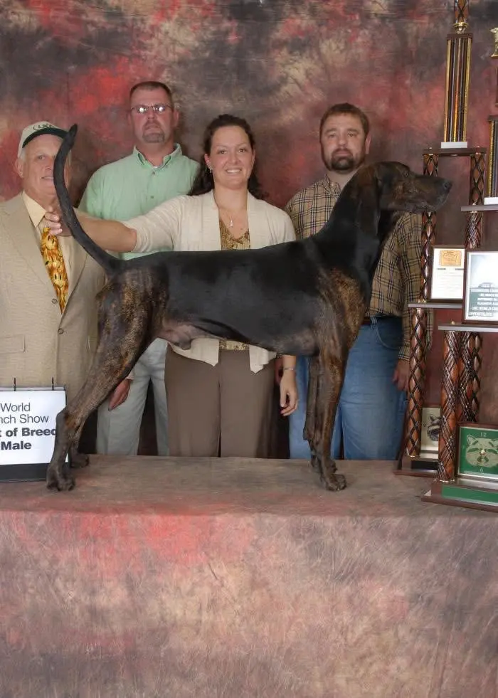 普罗特猎犬美国猎犬