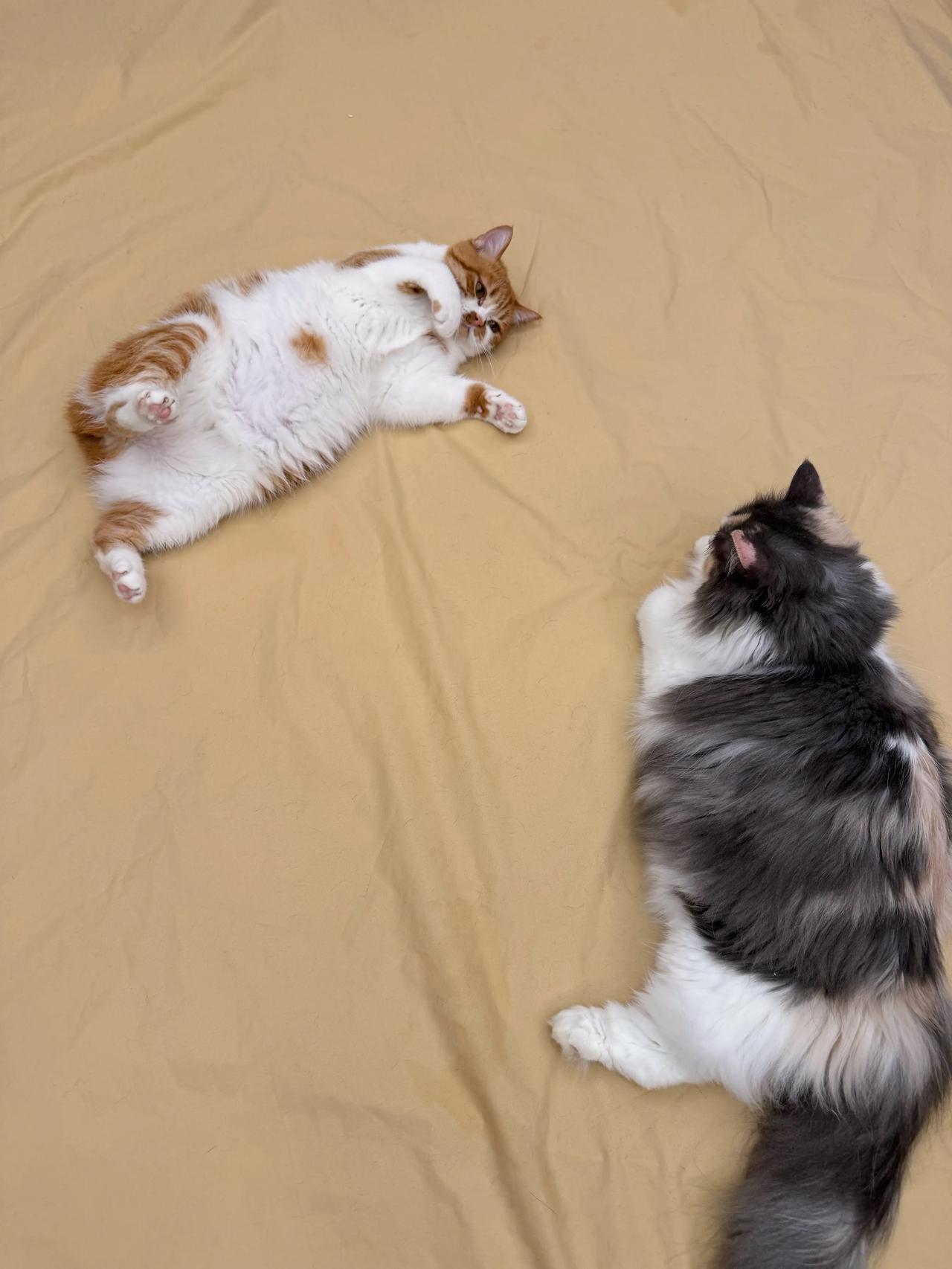 两个剑拔弩张的小姑凉
#猫咪# #萌宠#