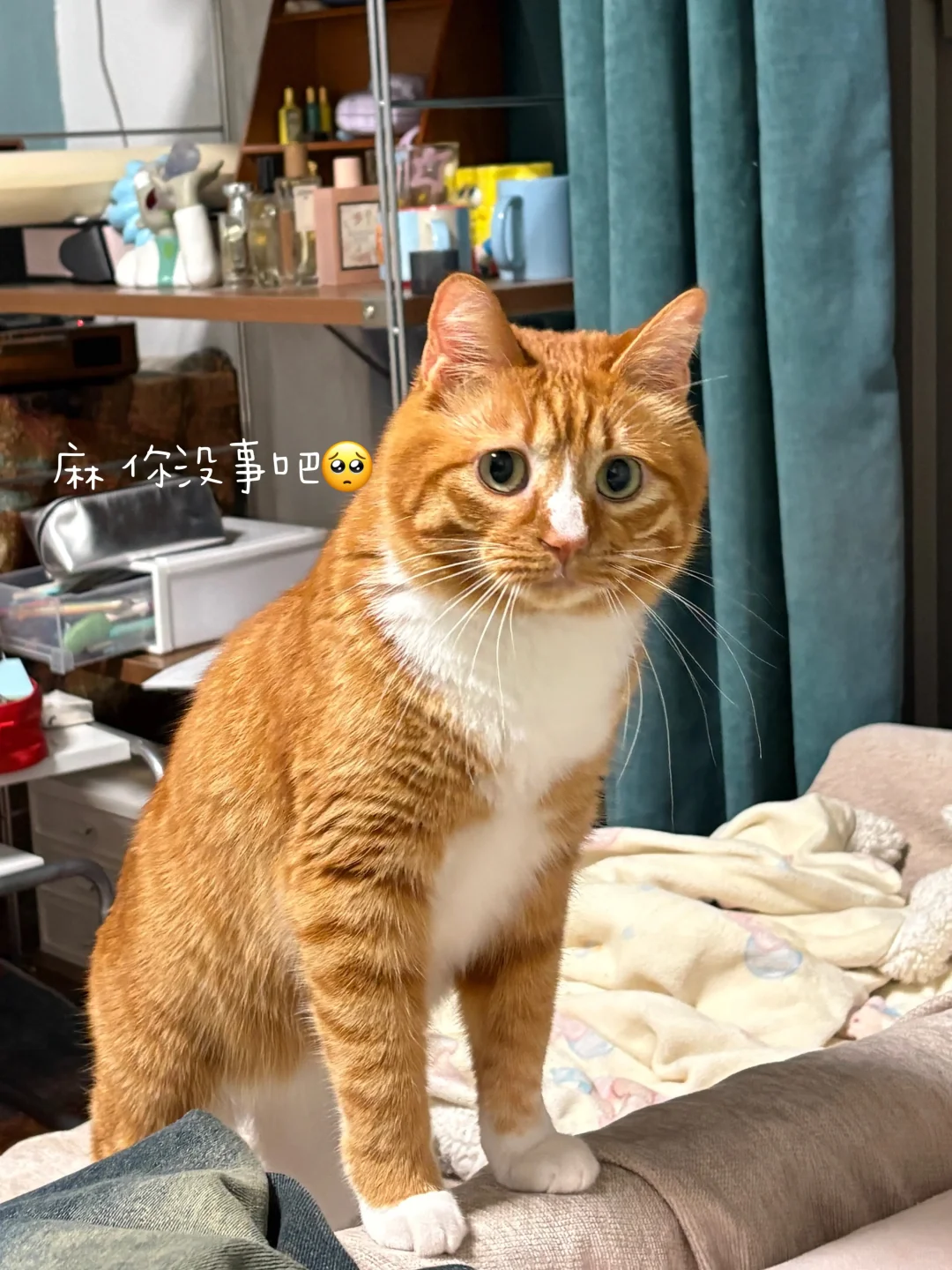 猫毛过敏，爸妈决定把我扔出去