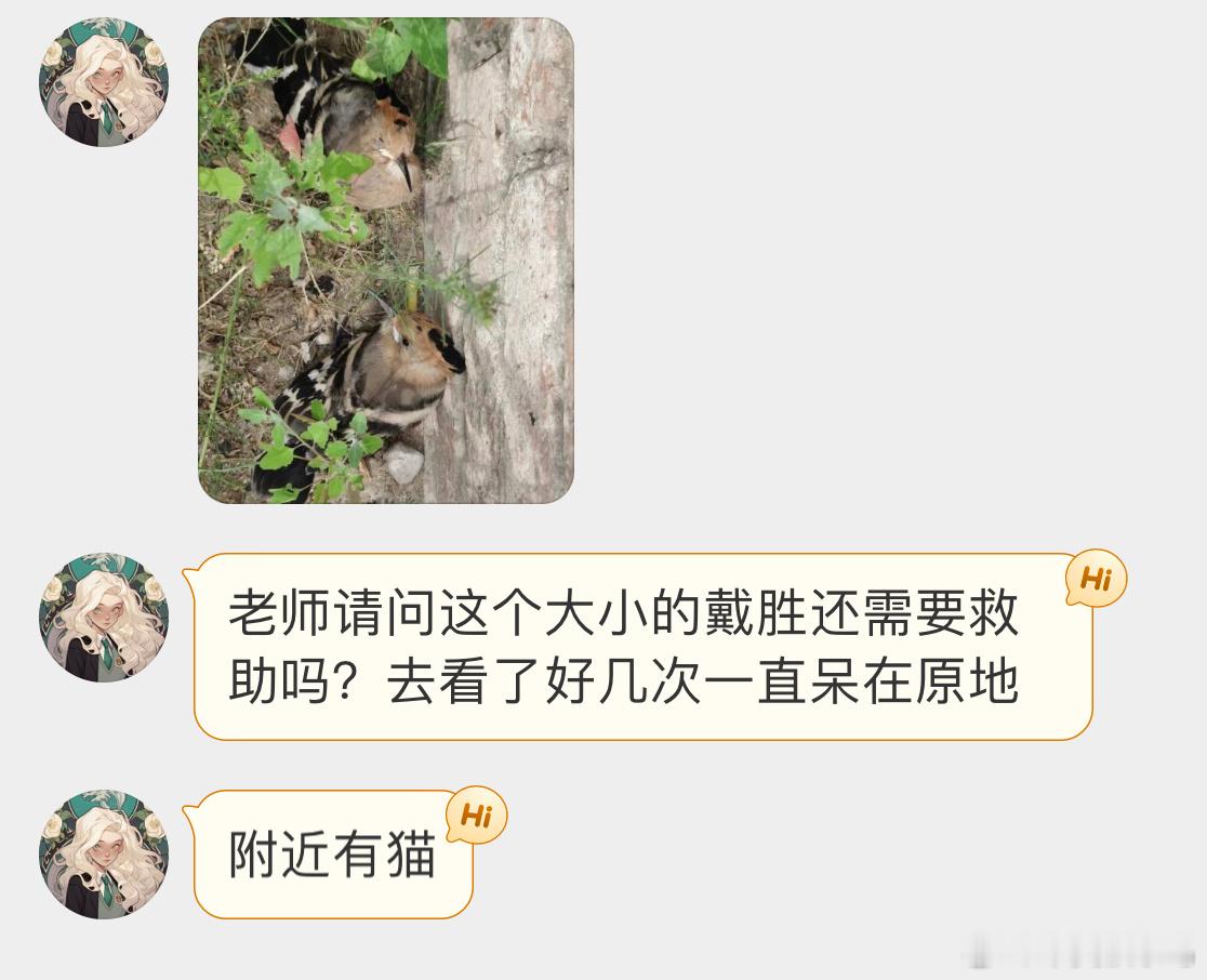 #鸟粉投稿# 草丛里发现的两只【戴胜】👶🏻香香鸡是同一窝的宝宝，鸟妈妈应该就