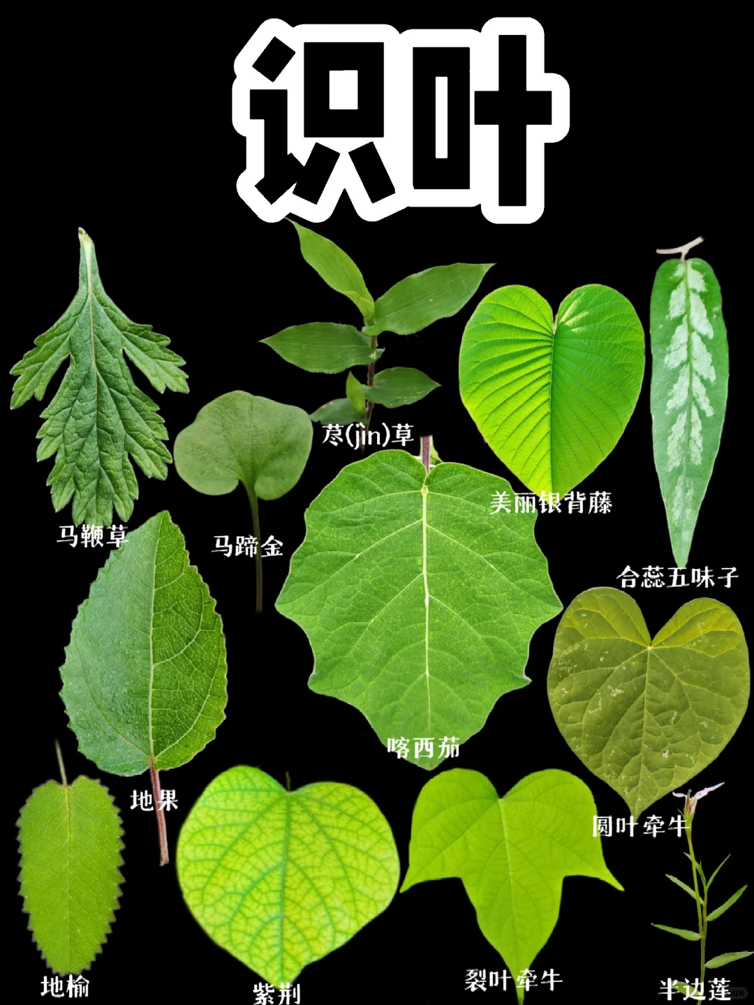 【识叶】夏天，到处都郁郁葱葱