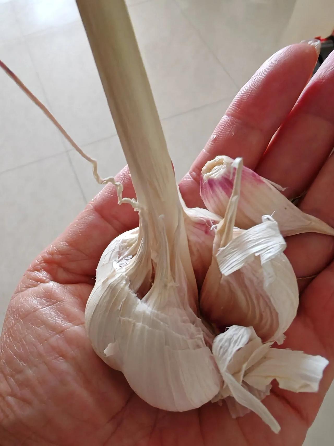 眼皮跳，谁有办法。
眼皮跳了3天了！不舒服，影响视力！
俗话说，眼皮跳贴根草，牛