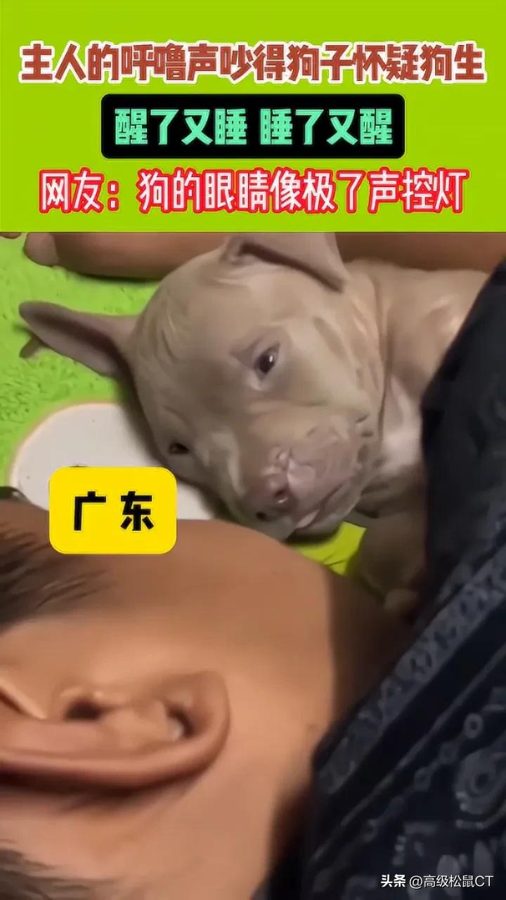 广东一位网友家的狗狗，最近遭遇了“睡眠危机”。主人的呼噜声实在太大，让它陷入了“