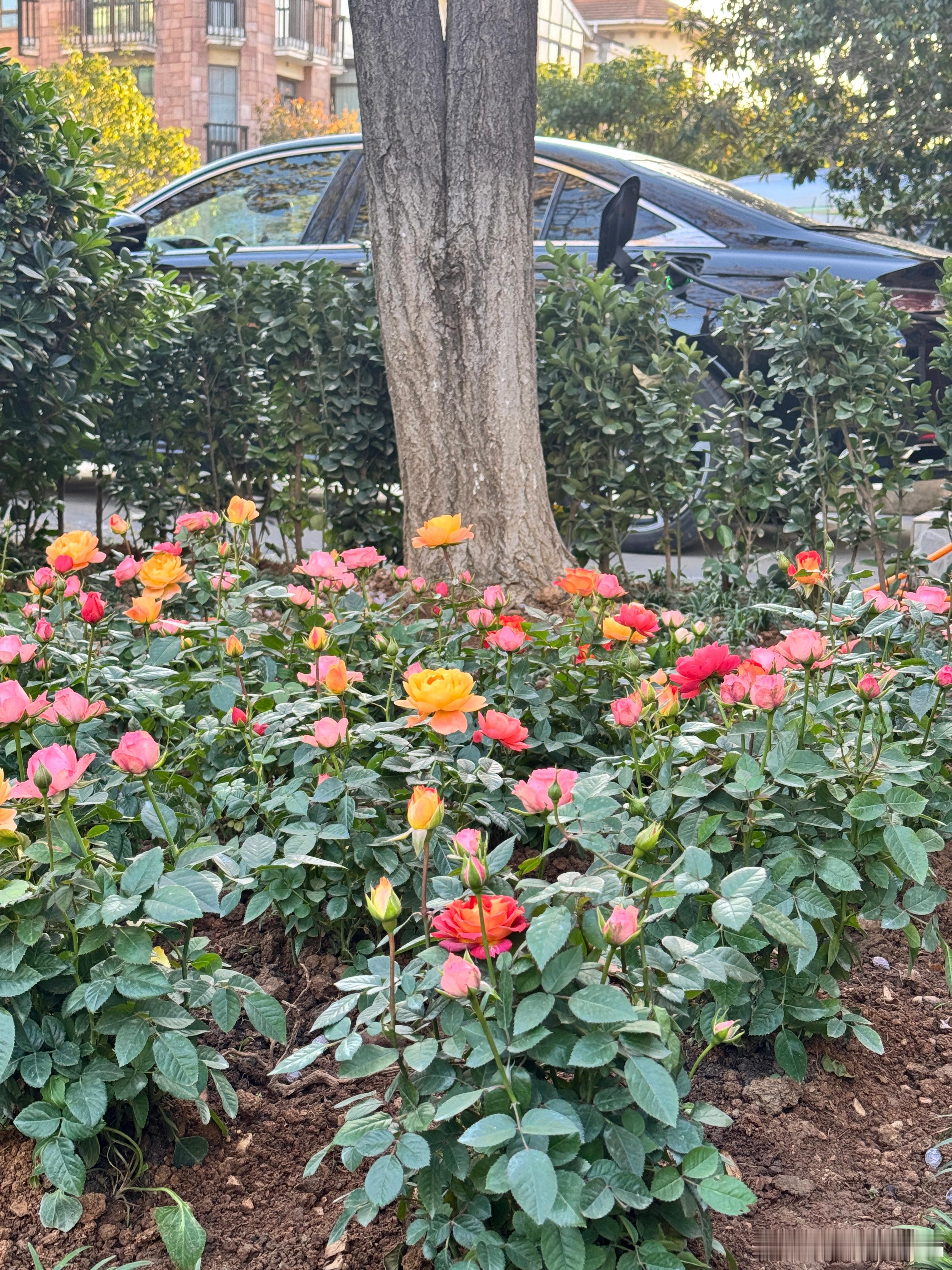 转型园艺博主了吧，阁下 武汉·东方夏威夷国际花园