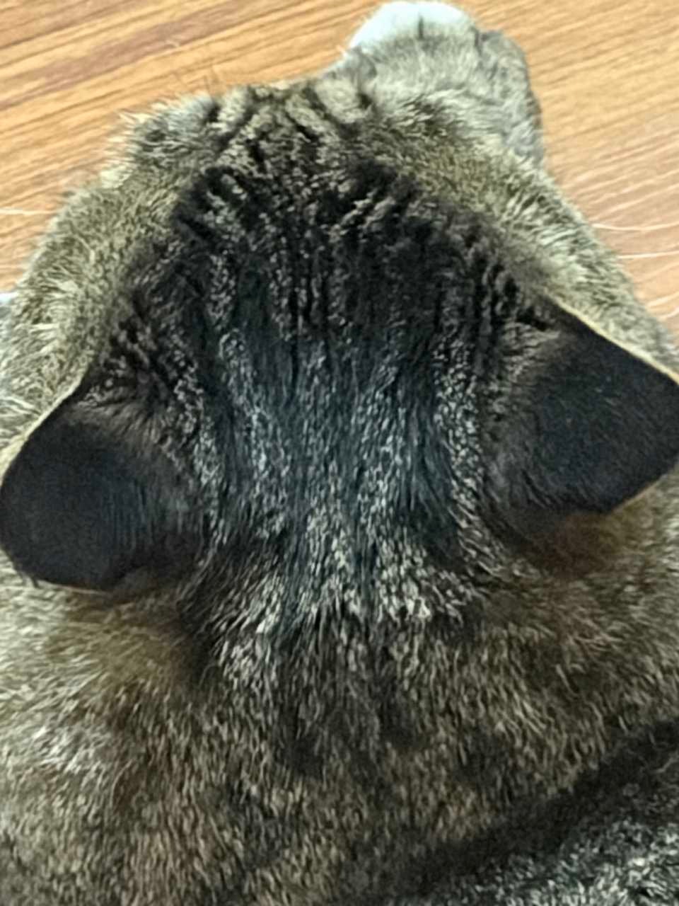 14594只狸哦😯？ 