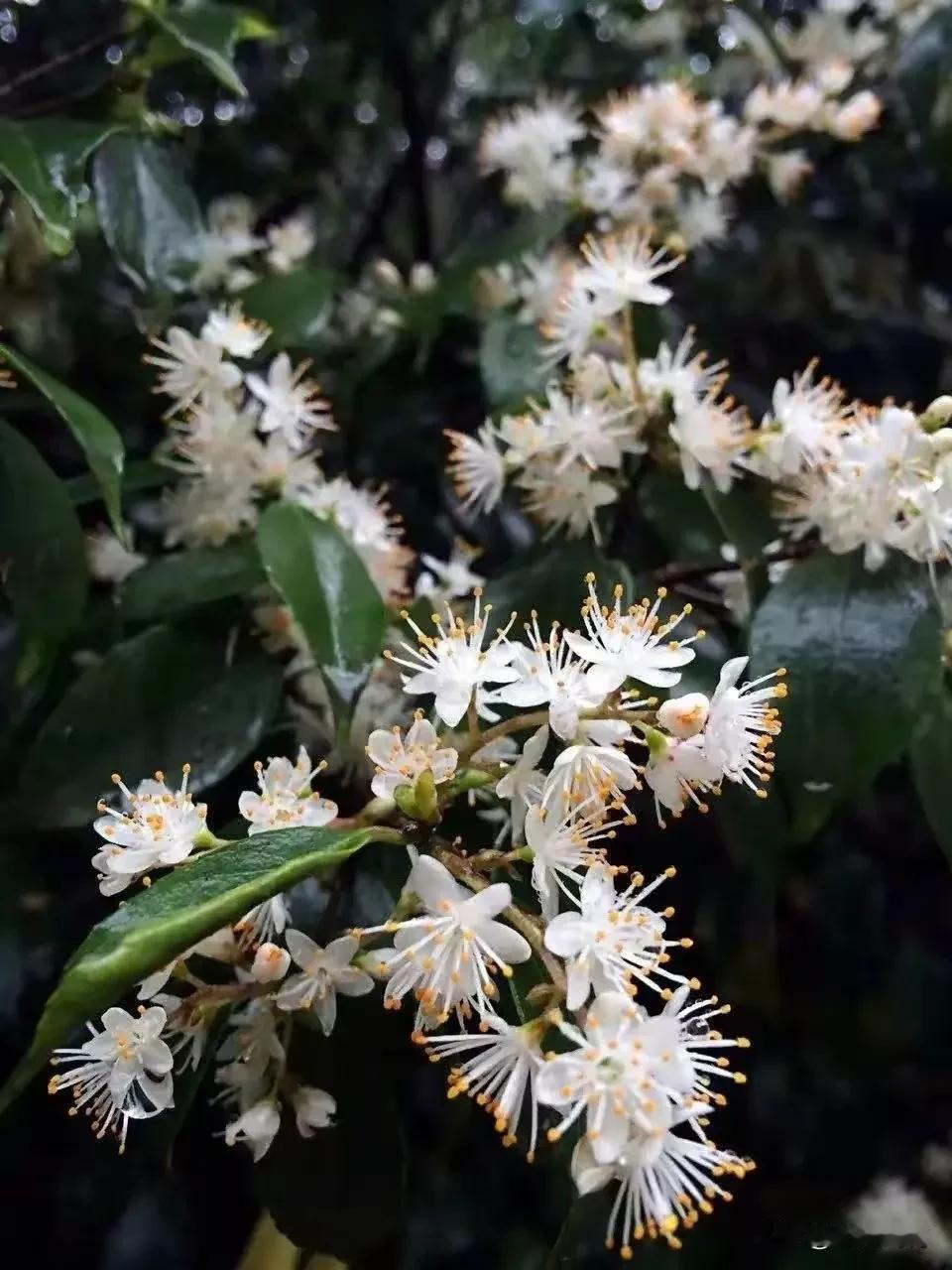 花开满树，清香扑鼻。时光悄悄带走的是年华，带不走的是我们热爱生活的心。那些出现在