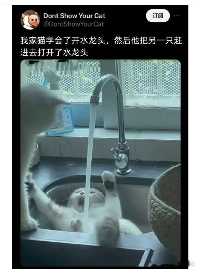 太会了 宠物卖萌中心 ​​​