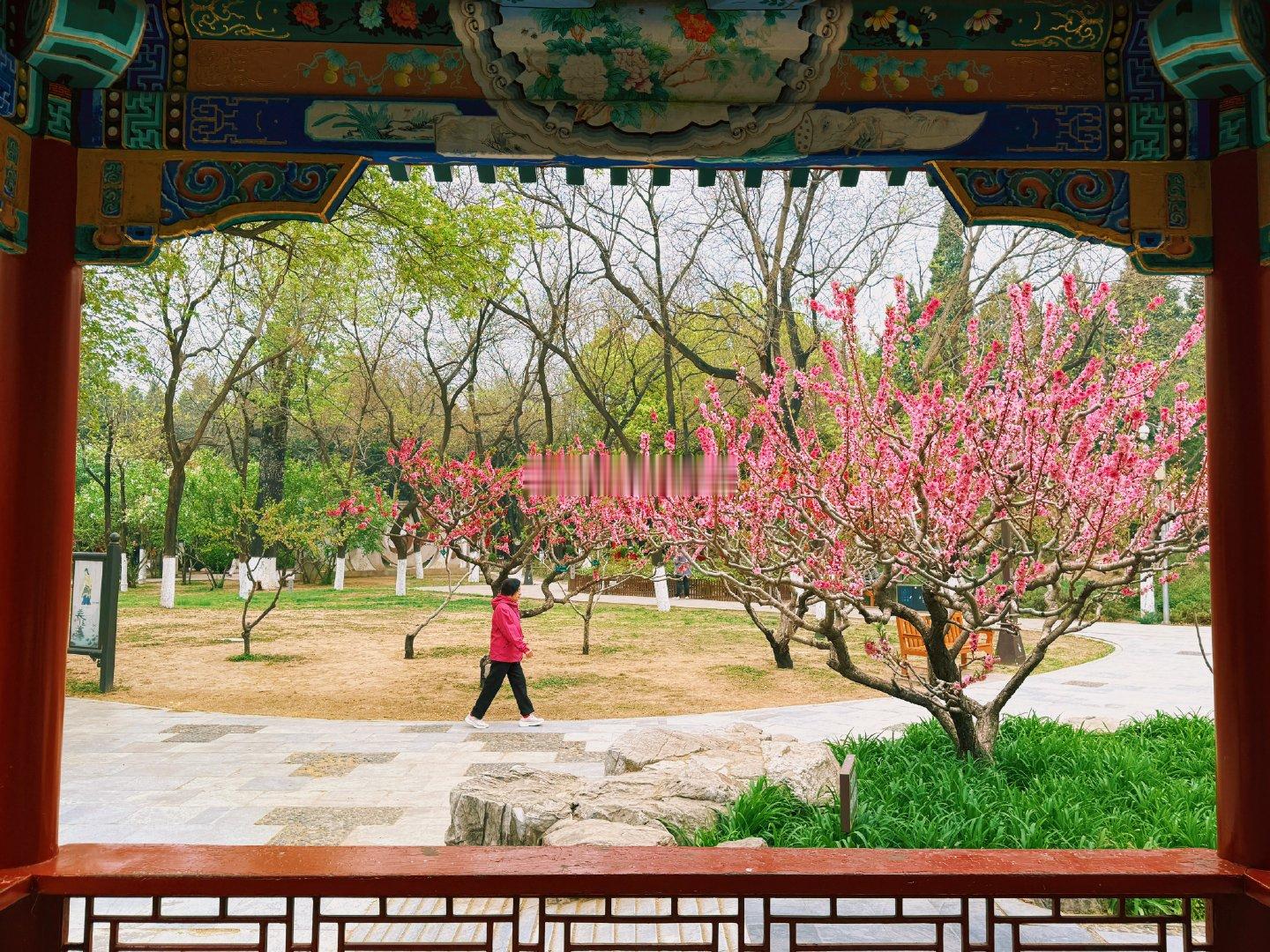  花开的季节，地坛公园美景  摄影北京春日氛围感