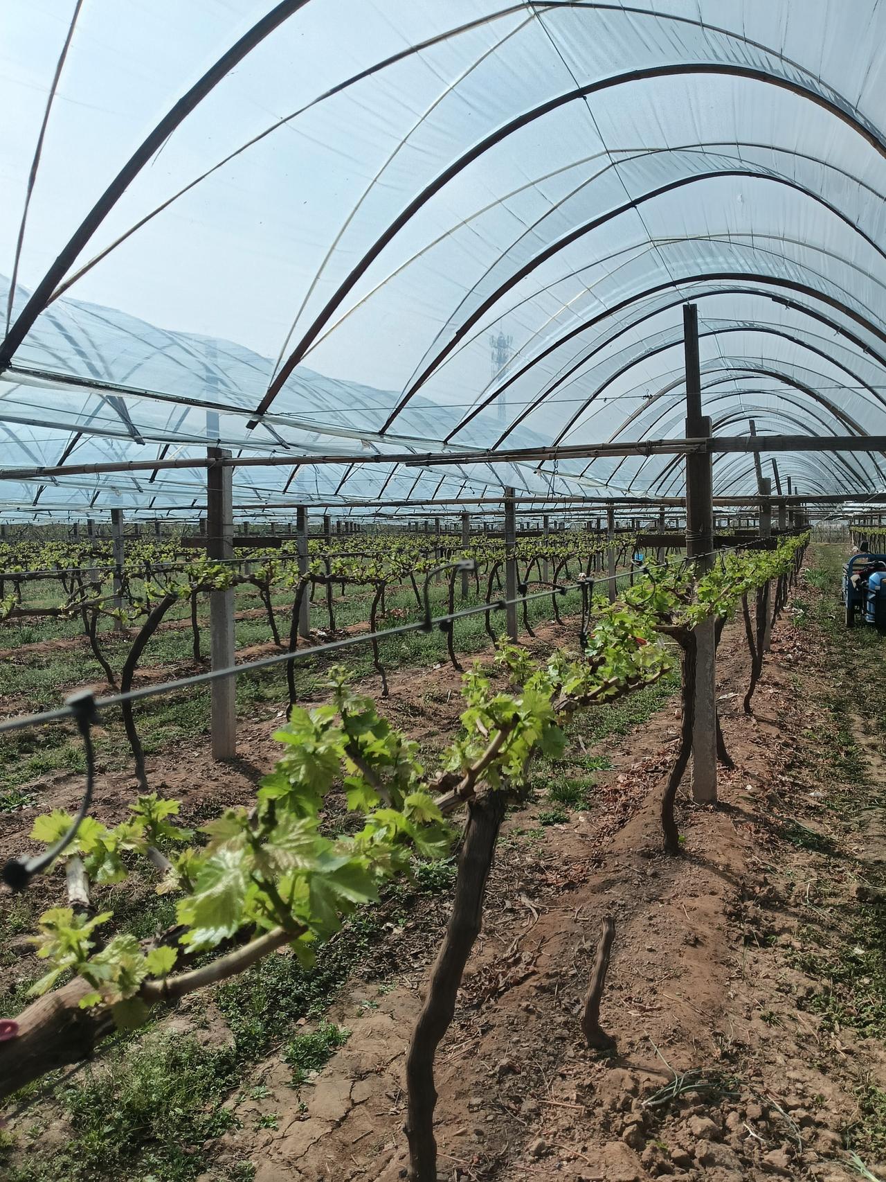 中医农业
生态平衡促进循环、增加有机物、微生物的土壤营养成分供应。这样的种植管理