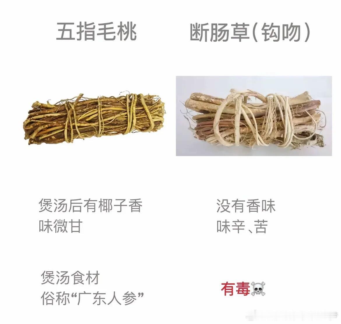 爱煲汤的人警惕！爱煲汤的人一定要学会区分五指毛桃和断肠草，这俩有相似之处、从味道