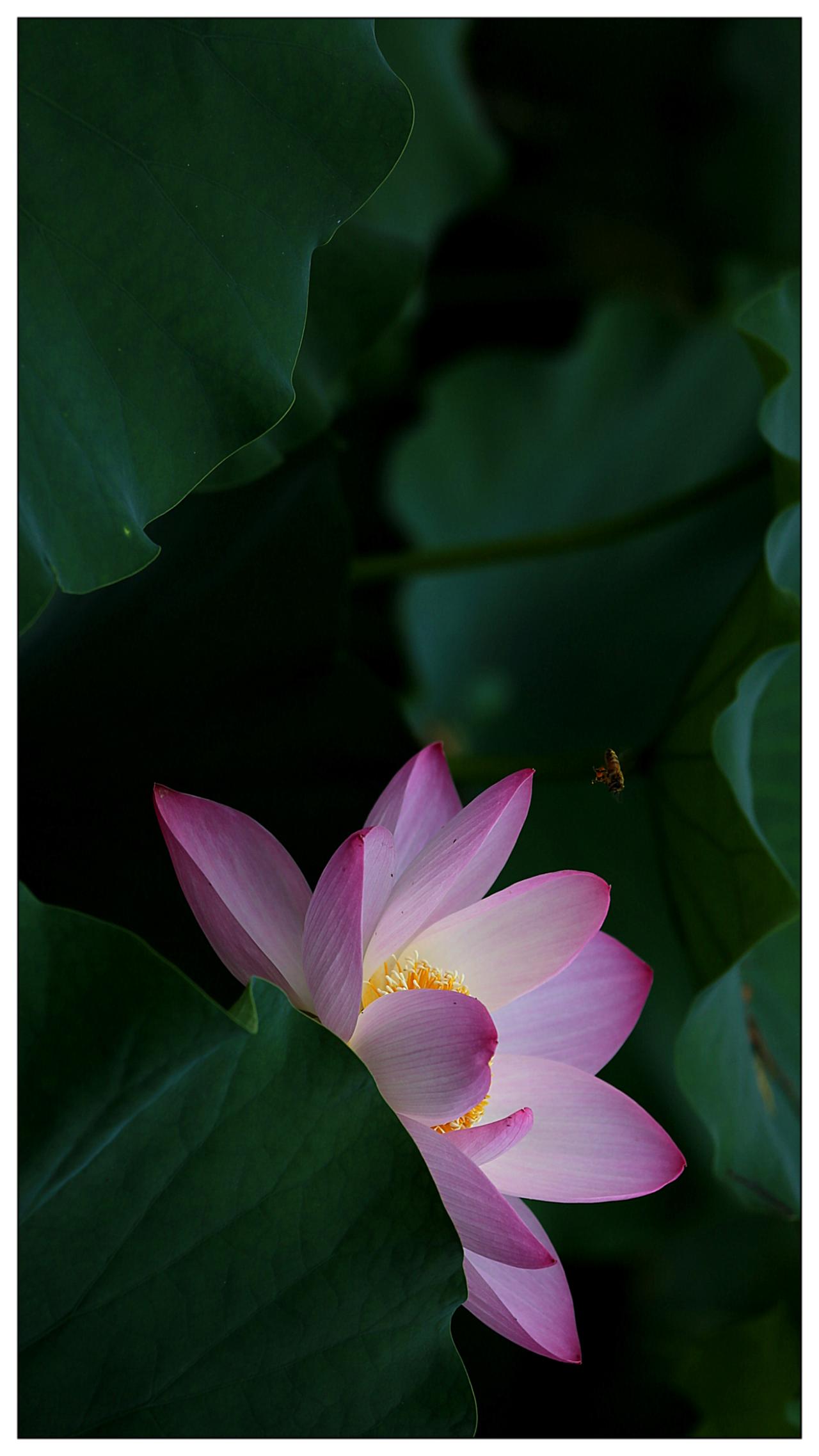荷花开在又一季