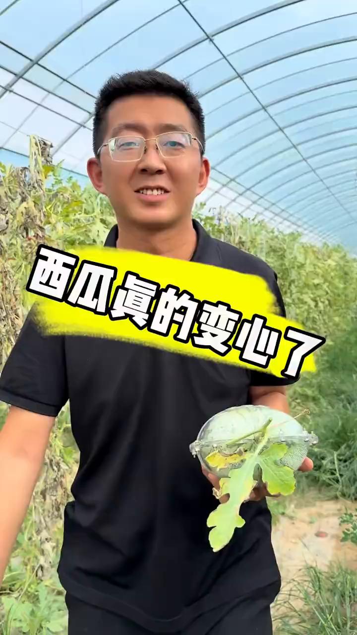 西瓜真的变心了。
把这瓜这下剪了，看这样子，走。最后一个螺丝，看成不成功，最后一