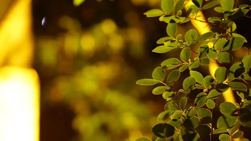 我的主页背景是白鹿的神级美图，搭配着一段超有氛围感的文案：“那不过是寻常的黄昏，