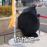 桂狗狗热看法律