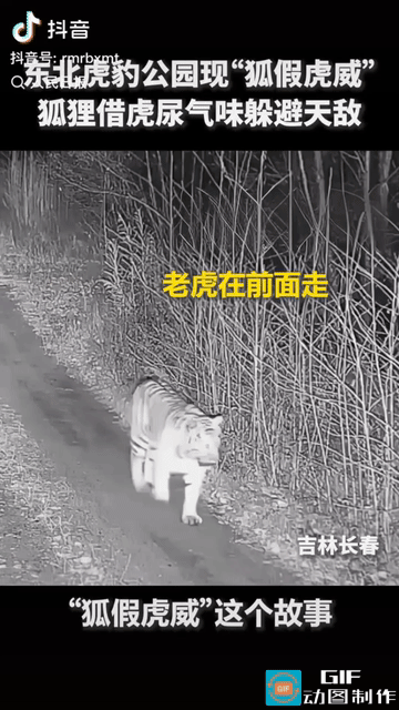 “上人民日报了!” 吉林长春，一只大老虎在前面走，身后远远跟着一只小狐狸，等老虎