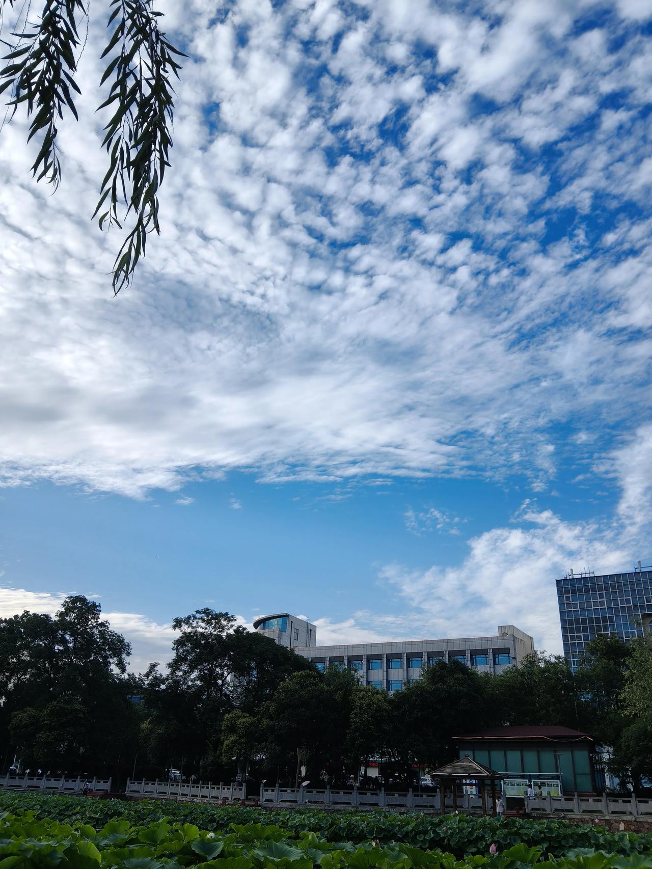 夏日生活打卡季 傍晚去河边散步，夏季的天空就像一幅绚丽的画卷。夕阳的余晖洒在天边