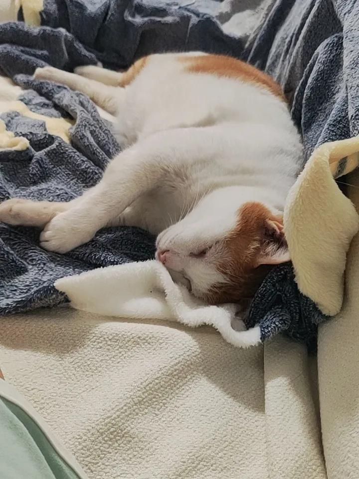 猫咪睡姿超可爱，毛茸茸的毯子好温馨！🐱💤🌟他睡得好舒服呀！