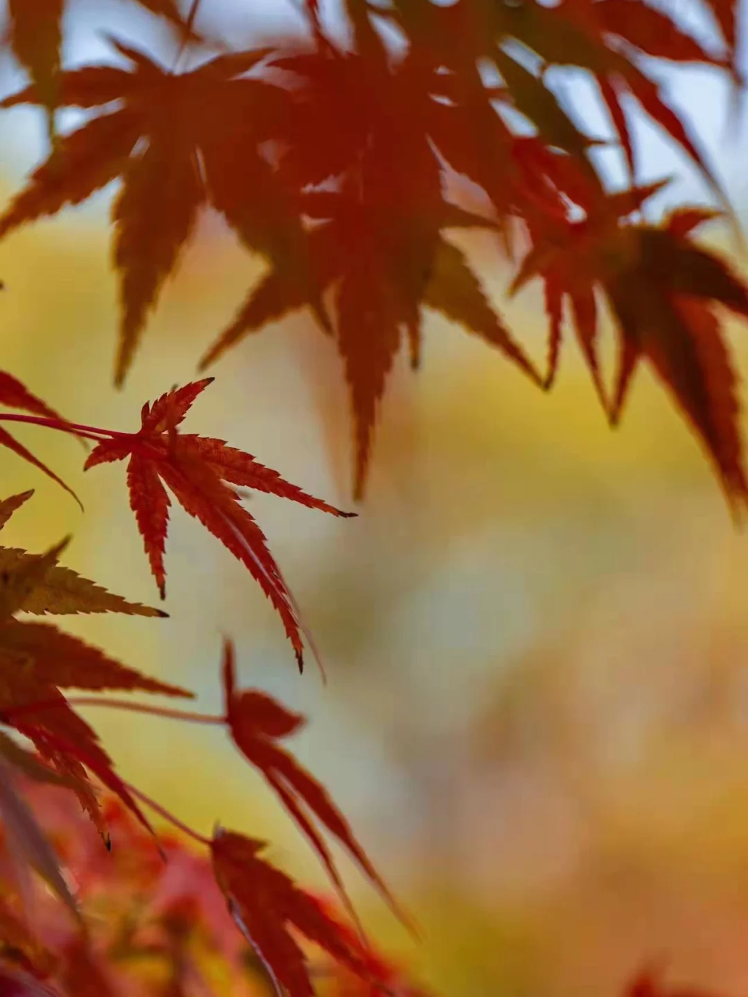 栖霞夜色，枫情万种