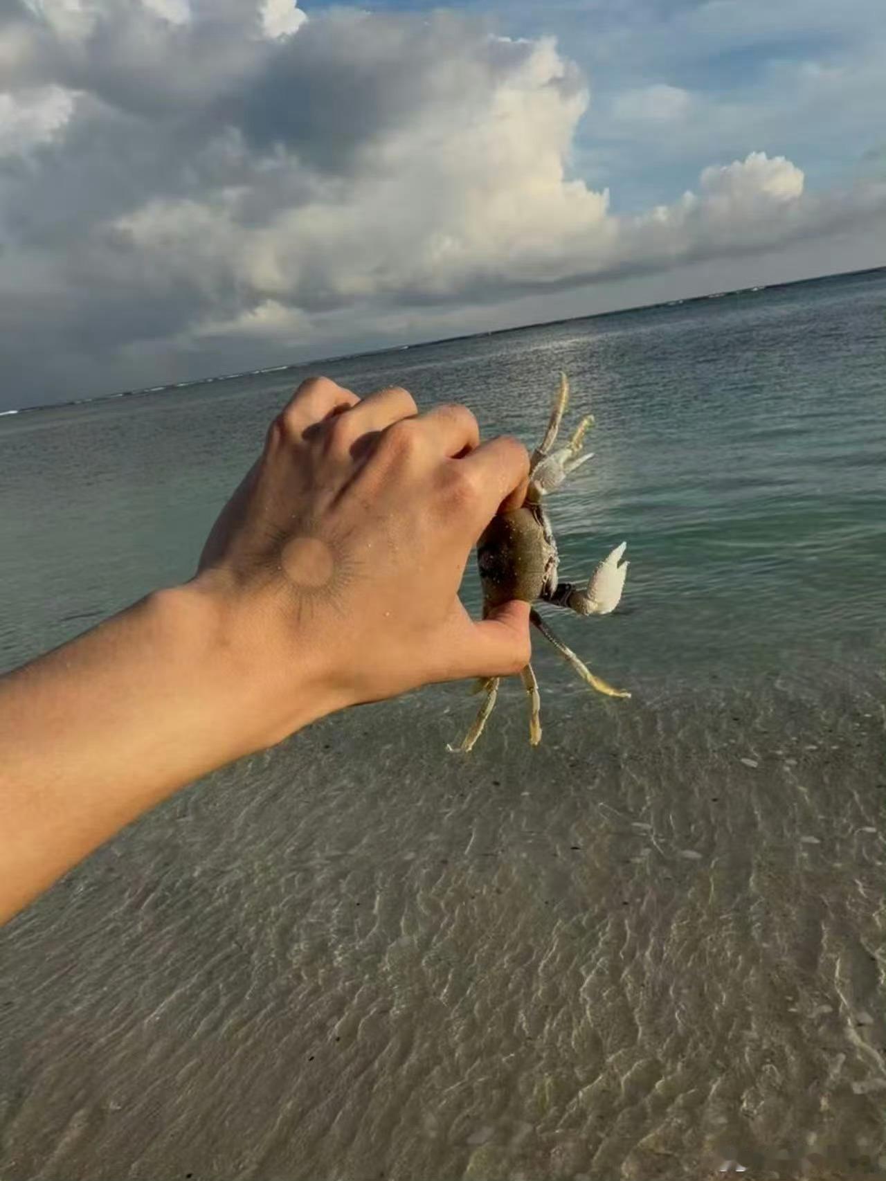 云旗海边偶遇小螃蟹沙滩漫步时撞见横着走的小家伙，举着小钳子超有气势，云旗蹲下来逗