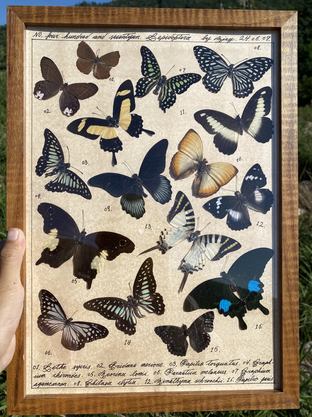 自由飞翔的蝴蝶标本