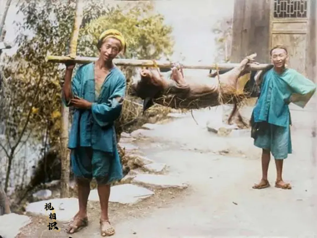 清末时期，两名农民正合力扛着一头肥猪，准备到市集上售卖的场景，当时猪的...