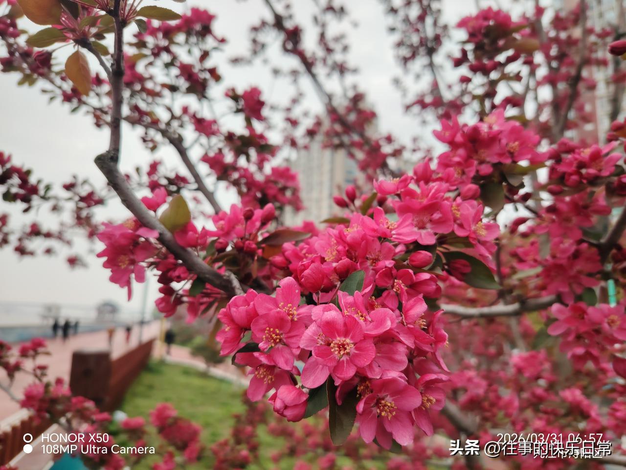 春日生活打卡季3月31日长江岸边赏花“春日生活打卡季”